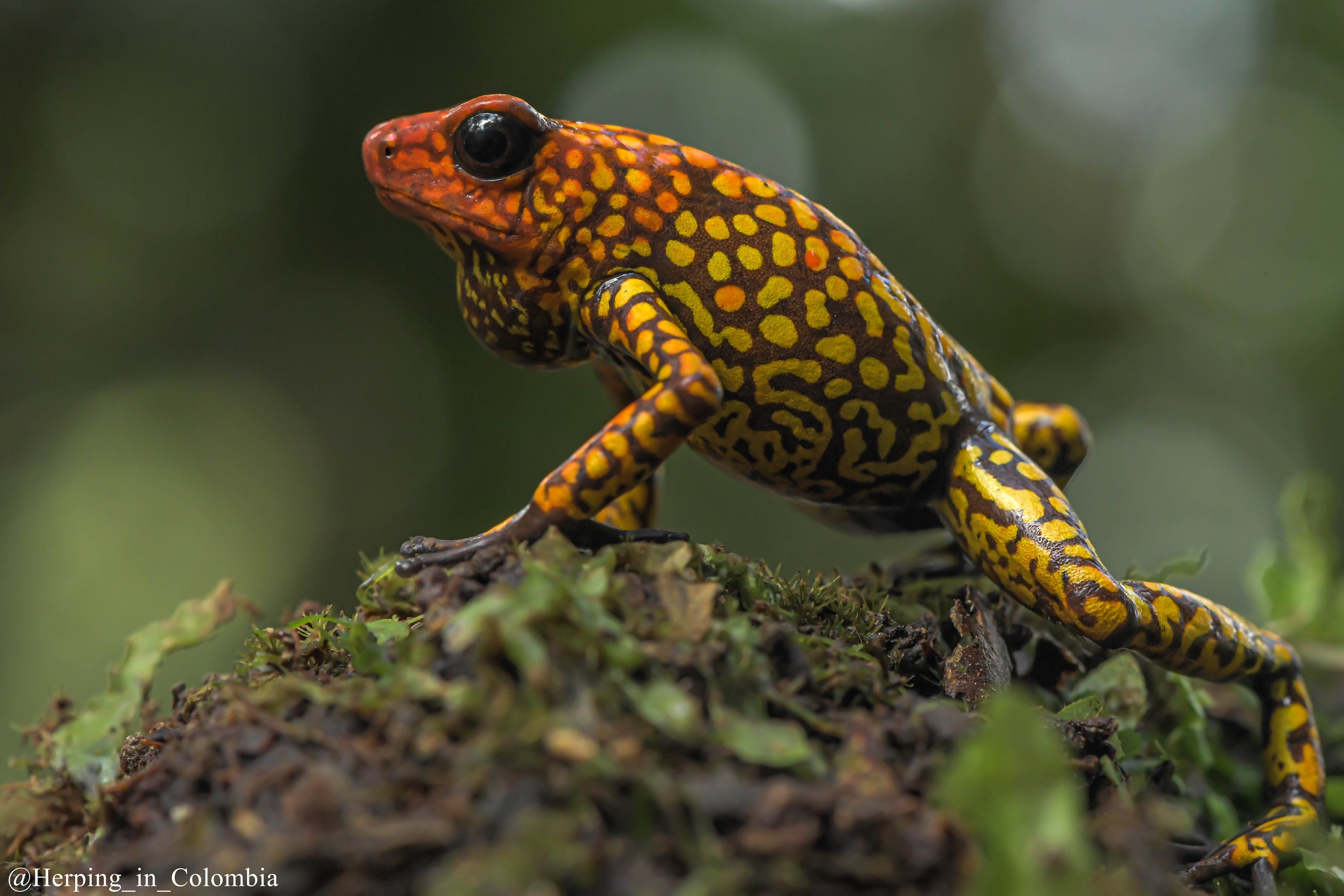 Wild Colombia: Birds & Wildlife Photo Expedition 10D - 9N